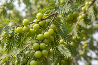 Amla