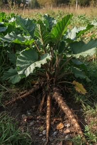 Burdock Root