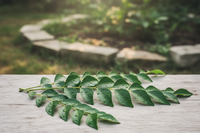 Curry Leaves