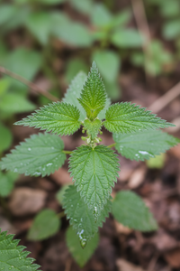 Nettle