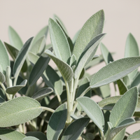 Sage