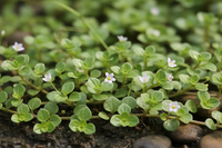 Brahmi