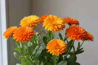 Calendula