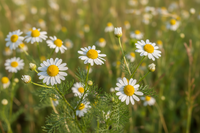 Chamomile
