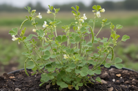 Fenugreek