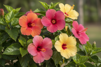 Hibiscus