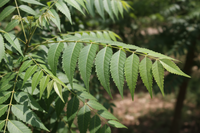 Neem