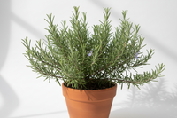 Rosemary