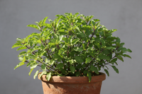 Tulsi